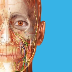 Atlas der Humananatomie 2024 1