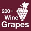 200+ Wine Grapes Icon