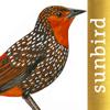 All Birds North. South America Icon
