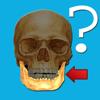 Anatomie Fragespiel Icon