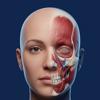Anatomy Recall: 3D Human Body Icon