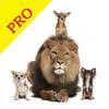 Animal Sounds Pro & Bird Noise Icon