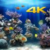 Aquarium 4K Icon