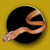 Australian Snake ID Icon