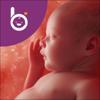 Babelli Schwangerschafts App Icon