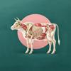 BeefCuts3D - Steak Guide Icon