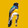Belize Birds Field Guide Icon