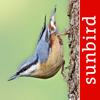 Bird Id - British Isles birds Icon