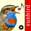 Bird Song Id UK Icon