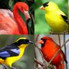 Bird World - Quiz about Famous Birds of the Earth Icon