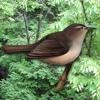 BirdClock Icon