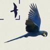 Birds of Brazil Icon
