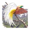 Birds of New Guinea Icon