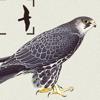 Birds of Northern Europe Icon