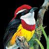 Birds of Peru Icon