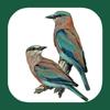 Birds of Western Palearctic Icon