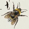 British & Irish Bumblebees Icon