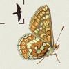 British & Irish Butterflies Icon