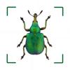 BUND Insekten Kosmos Icon