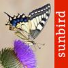 Butterfly Id - UK Field Guide Icon