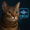 Cat Meow Mood Translator Icon