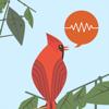 ChirpOMatic - BirdSong USA Icon