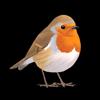 Collins British Bird Guide Icon