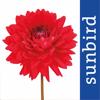 Der Garten-Profi Icon