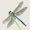 Dragonflies & Damselflies Icon