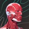 Easy Anatomy 3D mit Sprach-KI Icon