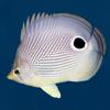 Easy Fish ID Caribbean Icon