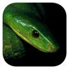 eSnakes Southern Africa Icon