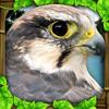 Falcon Simulator Icon