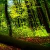 Fantasiereise - Im Wald Icon