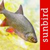 Fish Id - Freshwater Fish UK Icon