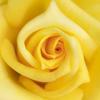 Flower Wallpapers & Themes Icon