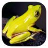 Frogs of Southern Africa Icon