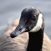 Goose Sounds Icon