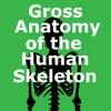 Human Skeleton: Gross Anatomy Icon