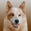 Hund, Scheibe und Wind Icon