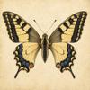 Insekten Naturf&uuml;hrer Offline Icon