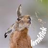 iWildtiere Icon
