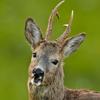 JAGD & NATUR Icon