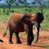 Kenia, Afrika Icon