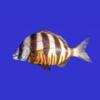Marine Fish Guide Icon