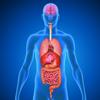 Menschliche K&ouml;rper Anatomie Icon