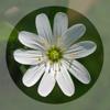Mobile Flora - Wild Flowers Icon