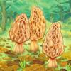 Morels Icon