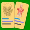 Muscle Flashcards Pro Icon