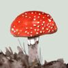 Mushrooms & other Fungi UK Icon